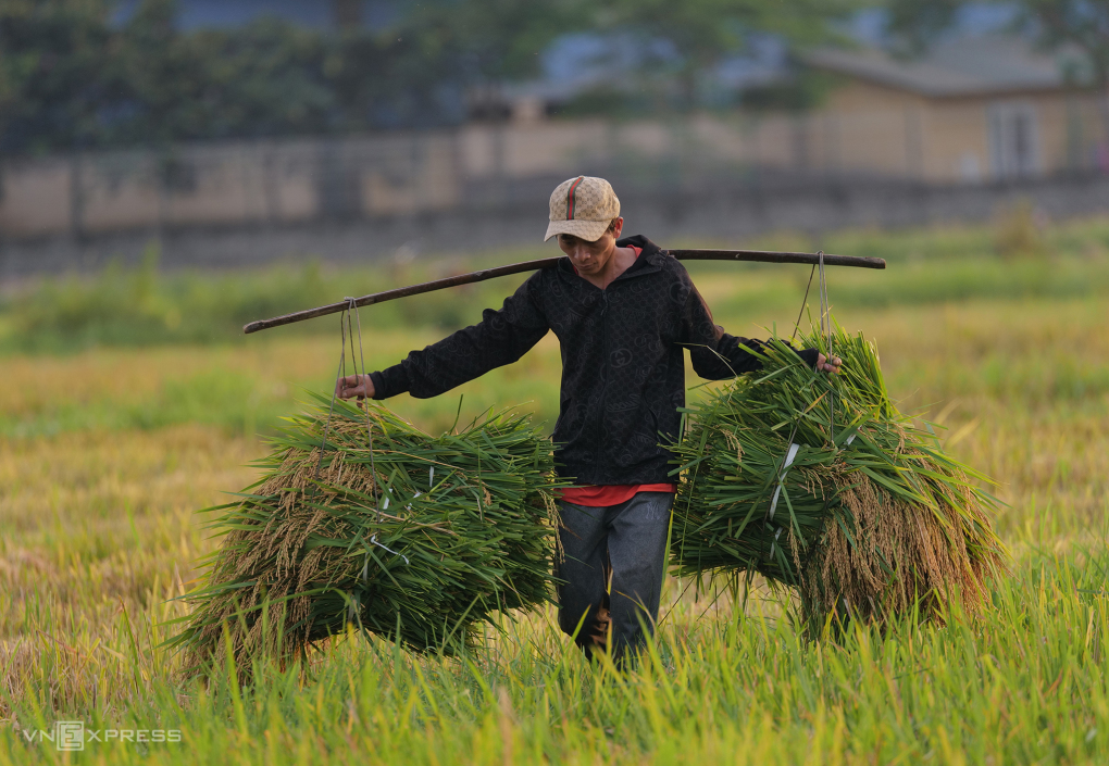 Giá gạo xuất khẩu cao nhất 10 năm